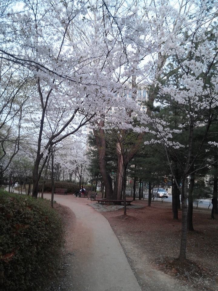 Under the Umbrella of Trees, Find Shelter in Me