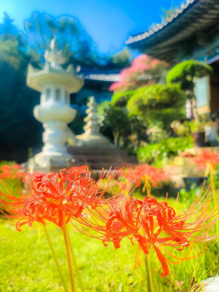 석산화