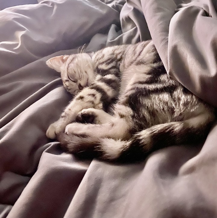 cat