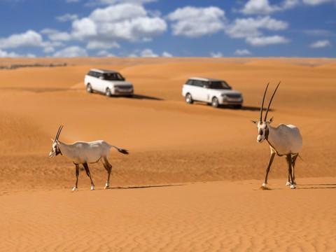 Safari in Dubai