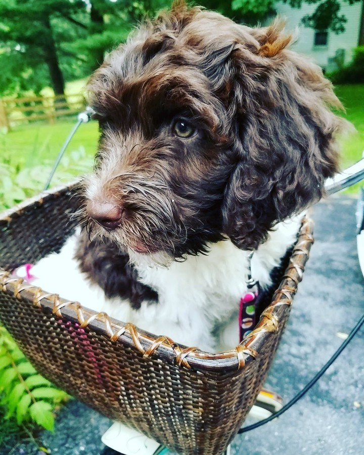 puppy