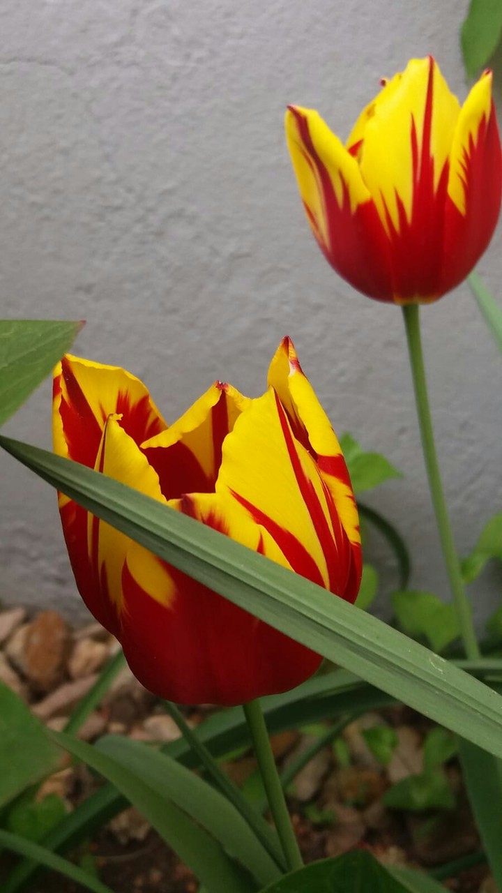 Tulpen