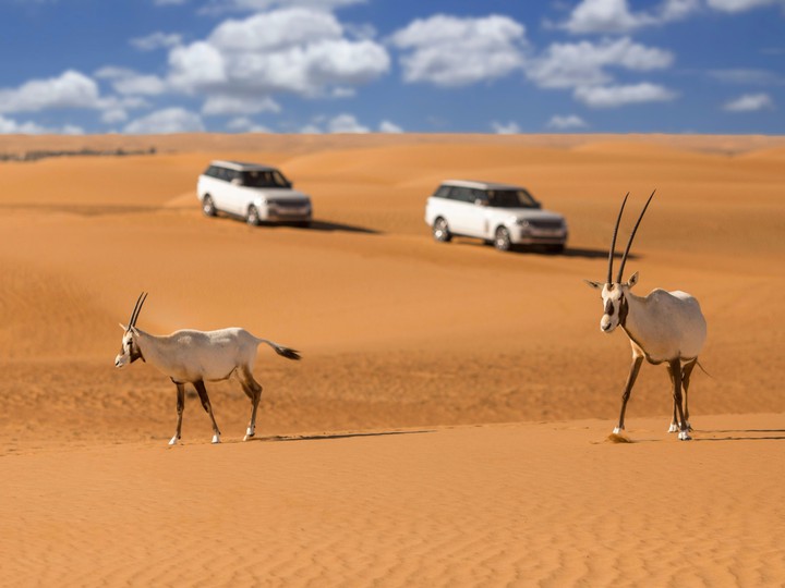 Safari in Dubai