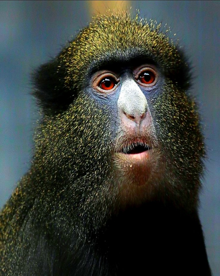 A White - Nosed Monkey