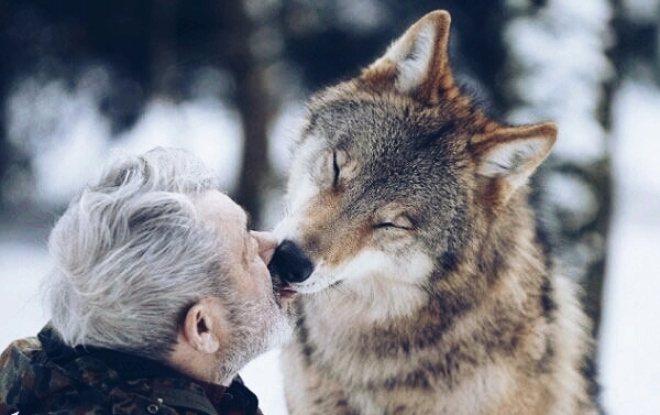 wolf