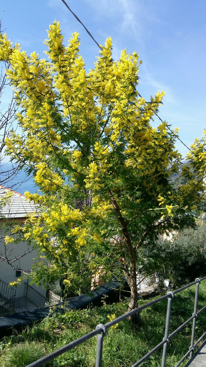Mimosa