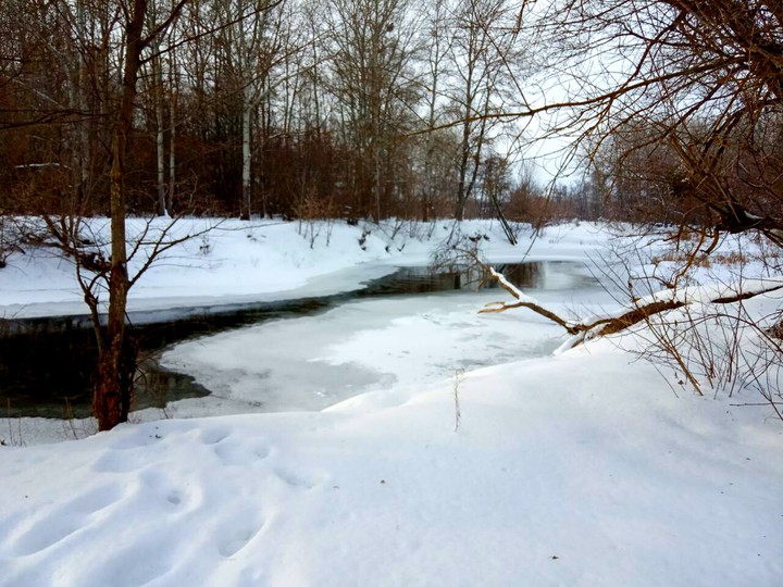 Прогулка в лесу