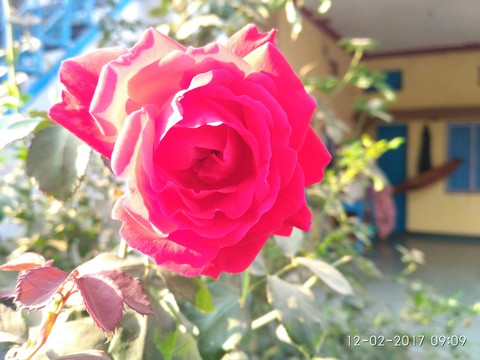 flowers