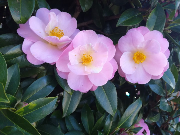 pink flowers (: