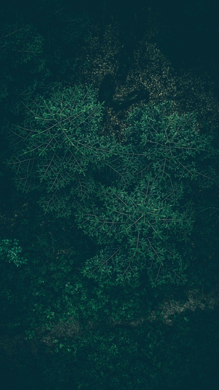 Green trees