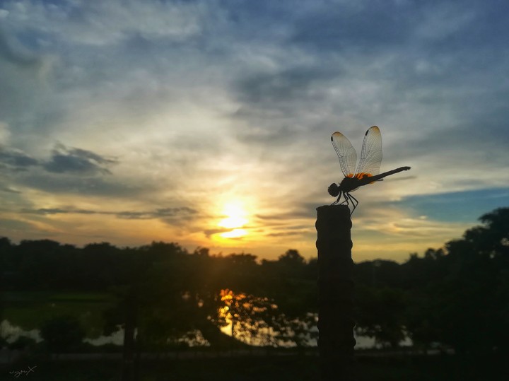 butterfly