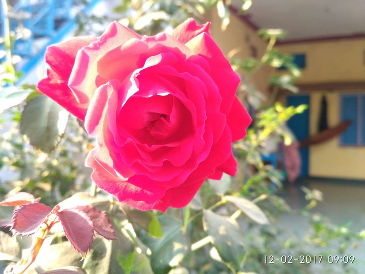 flowers