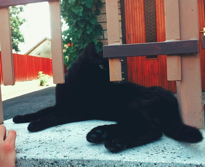 macska