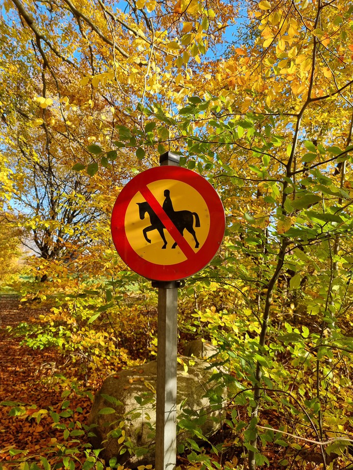 No horses ?