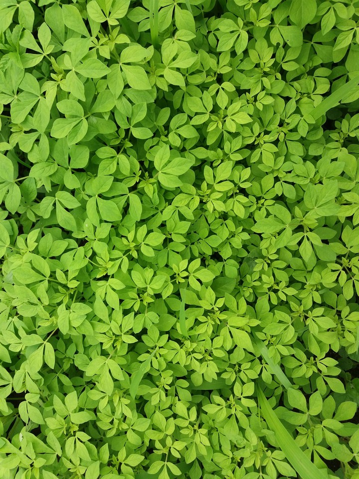 Green Life