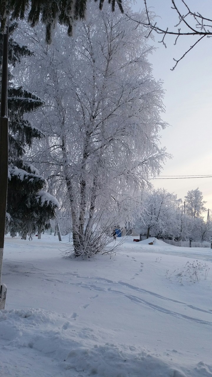 Snow tree