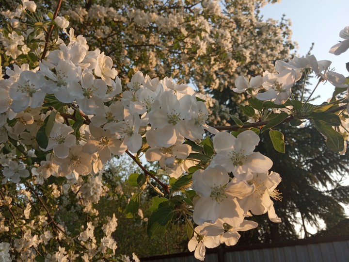 Blooming apple tree