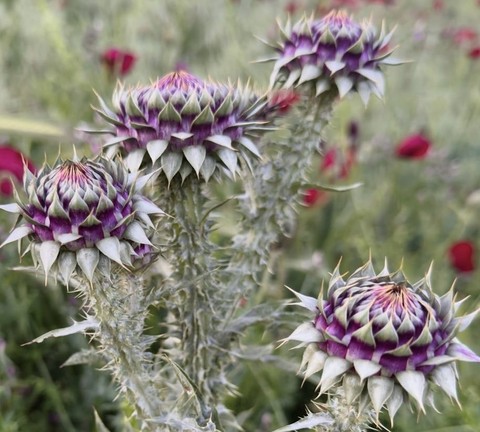 hình nền flower, wildflower