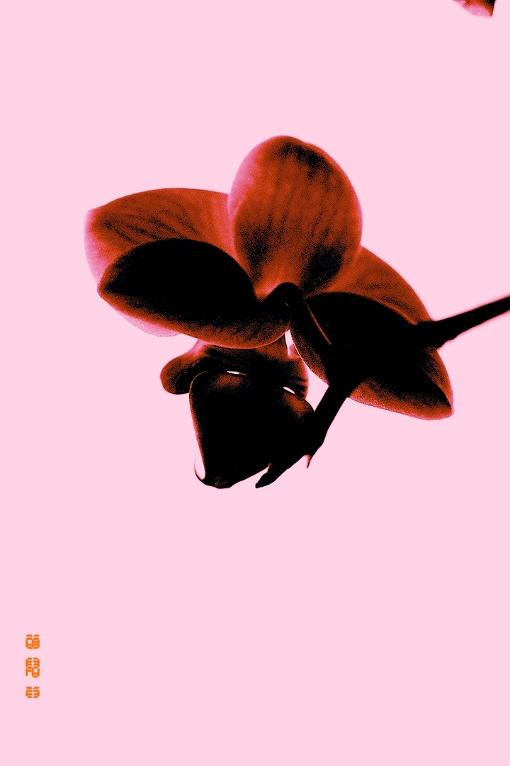 pinky creepy orchidee