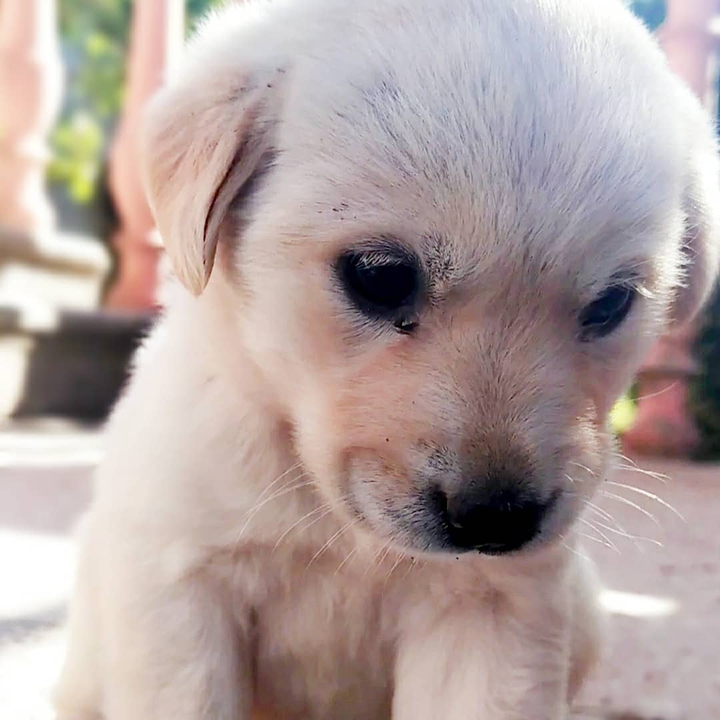 puppy