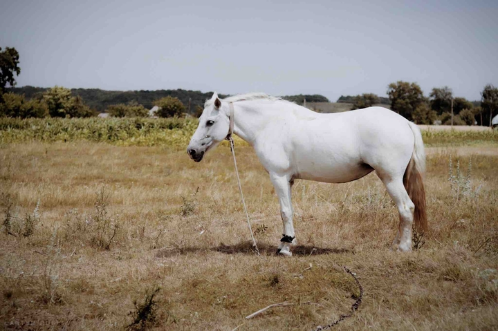 white horse