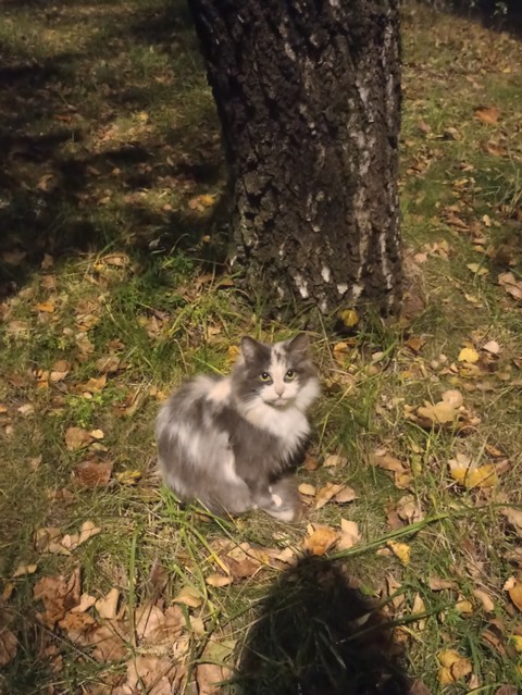 Felidae, Felinae, Carnivores