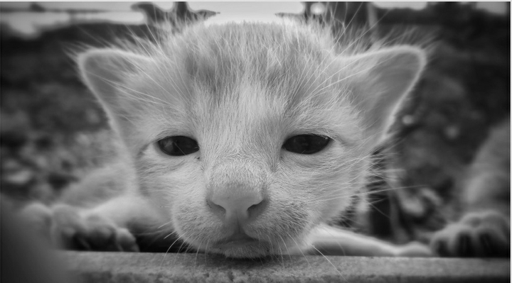 little  CAT....