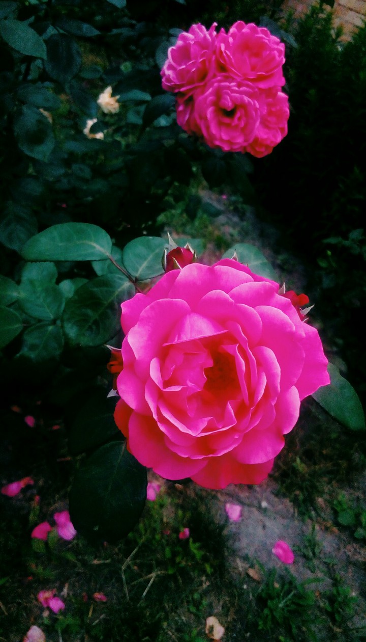 Roses