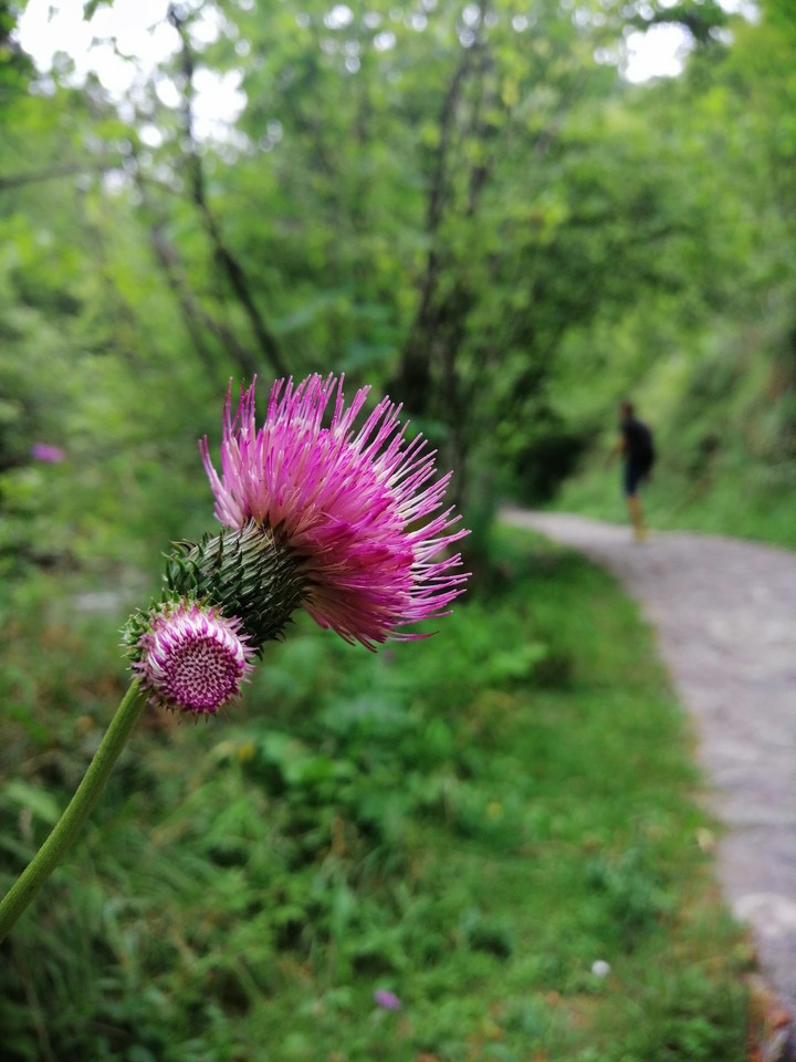 La vera vita si trova solo nella natura