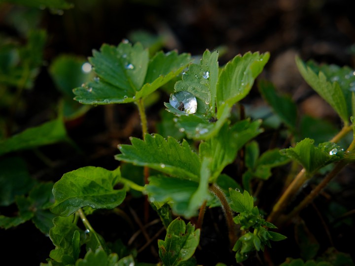 drops