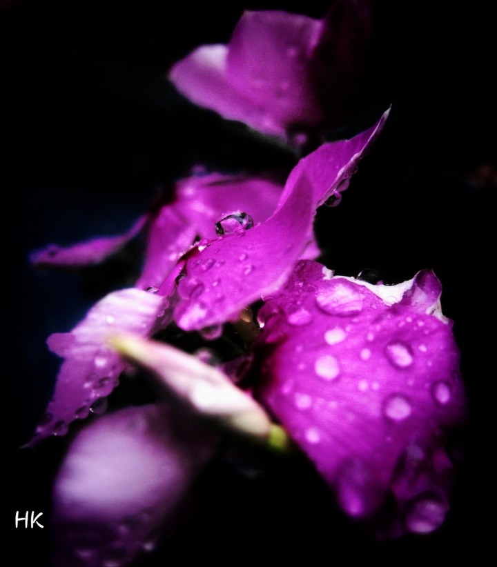 petals