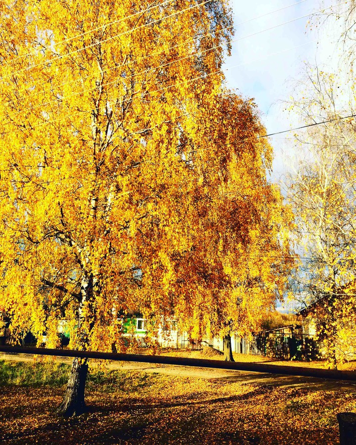 золотая осень