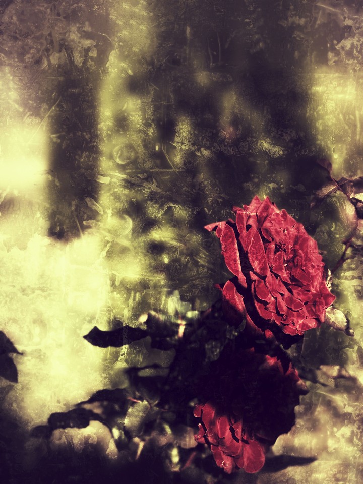 roses