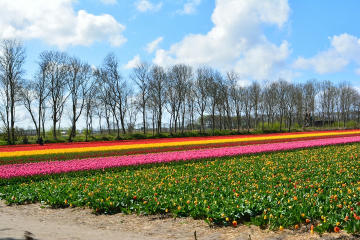 tulip fields in Holland