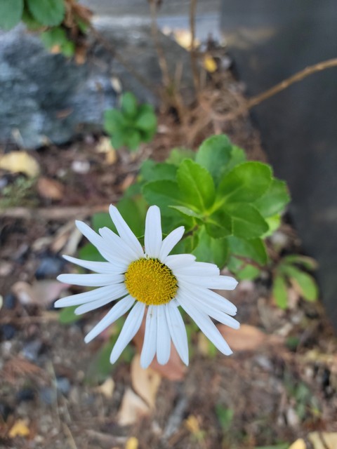 Pollen, petal duvar kağıtları