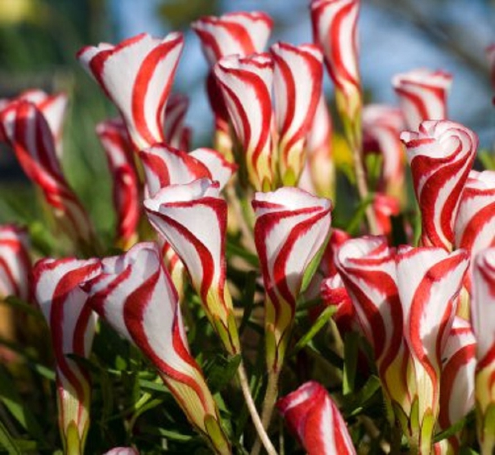 #candy cane( Oxalis Versicolor)