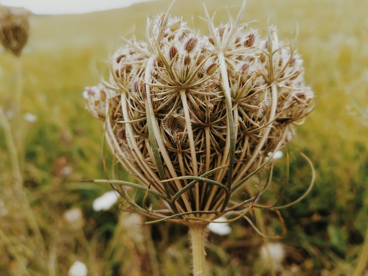 wild flower