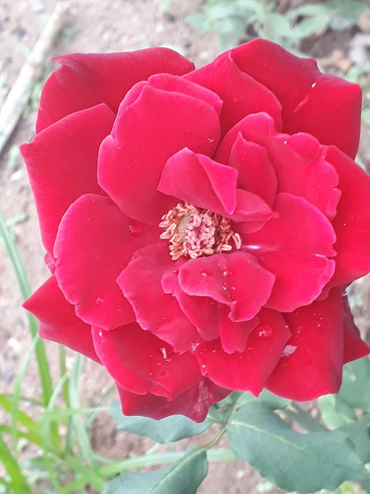 rosas