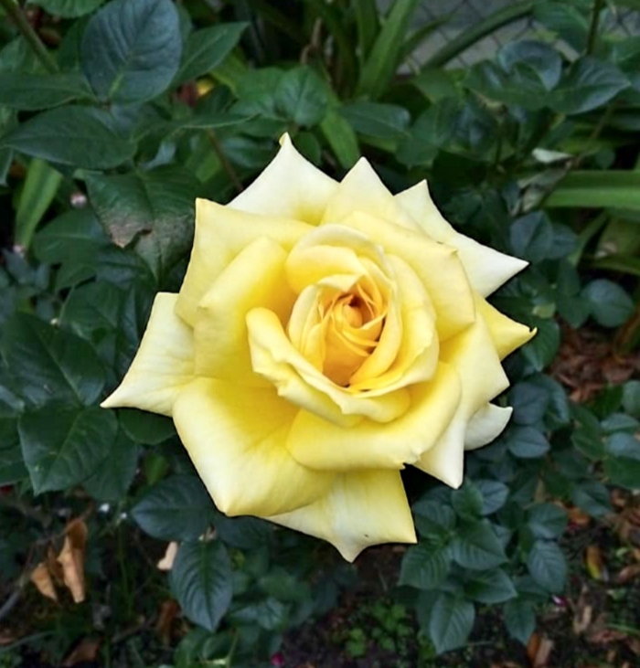 YELLOW  ROSE
