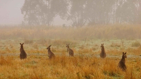 Eastern grey kangaroo