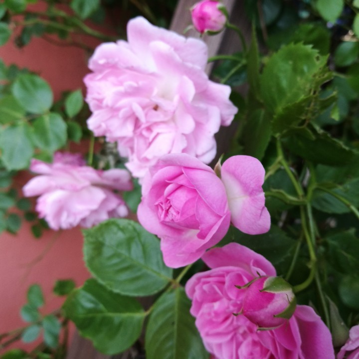 Rosenzauber