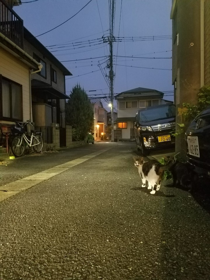 猫
