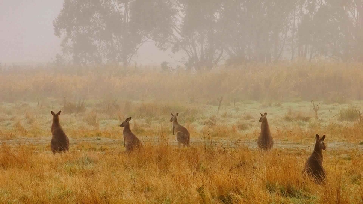 Eastern grey kangaroo