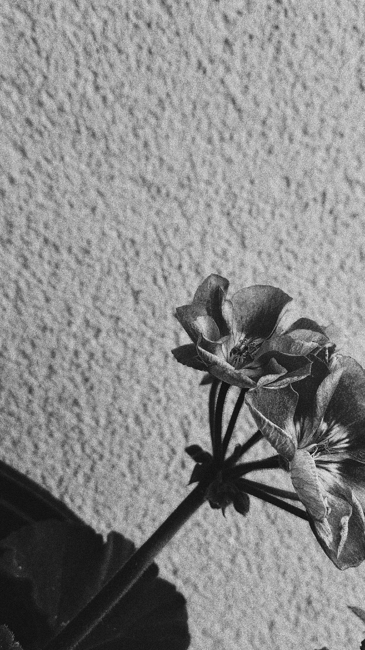 White&black flower