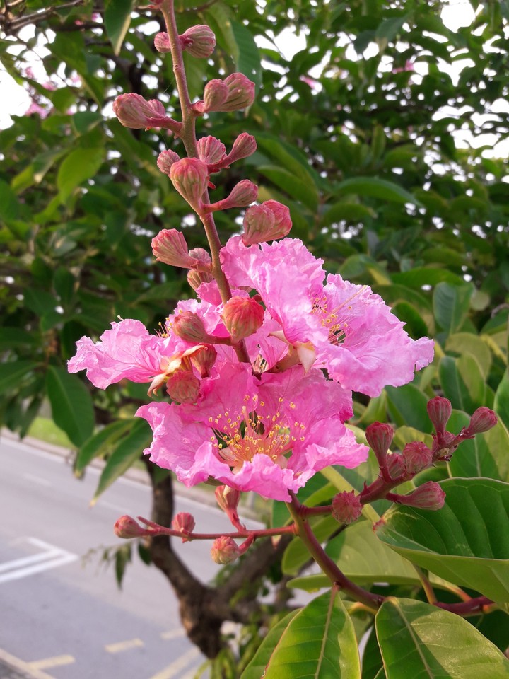 pink