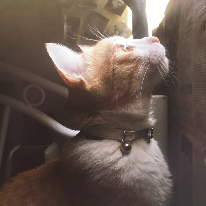 Vito