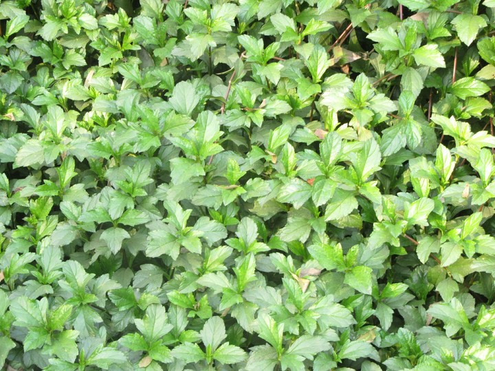 leaf PRIYESH