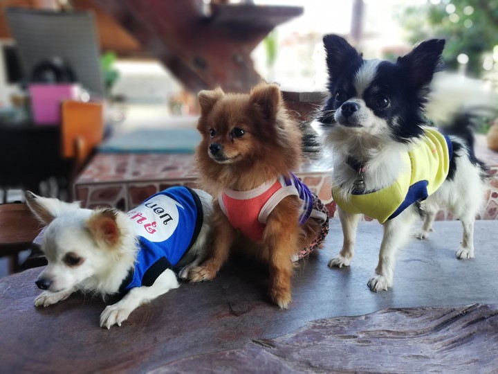 dog teem