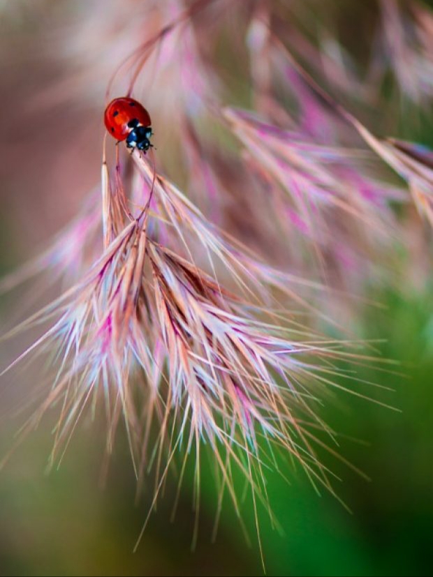 ladybird
