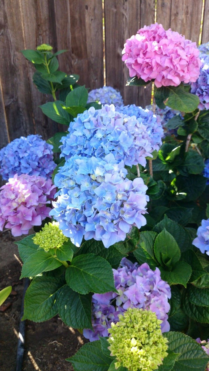 hydrangeas